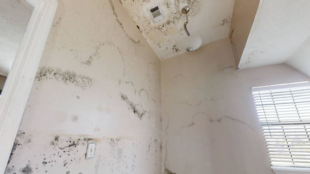 Best HVAC Mold Inspection and Cleaning  in Ogden, IA