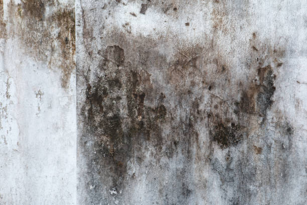 Best Industrial Mold Remediation  in Ogden, IA