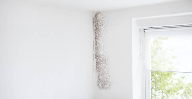 Best Real Estate Mold Inspection  in Ogden, IA