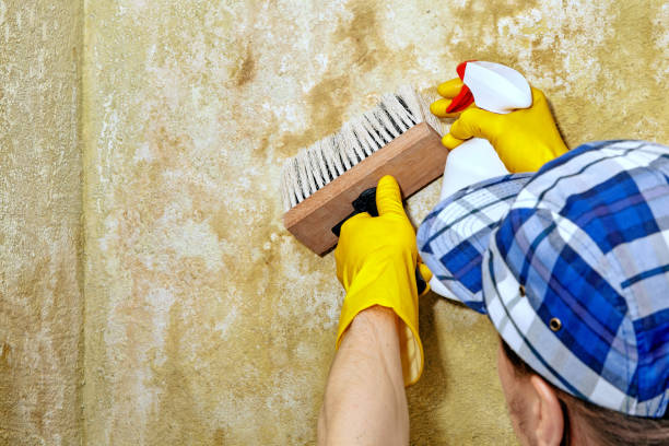 Best Commercial Mold Inspection  in Ogden, IA