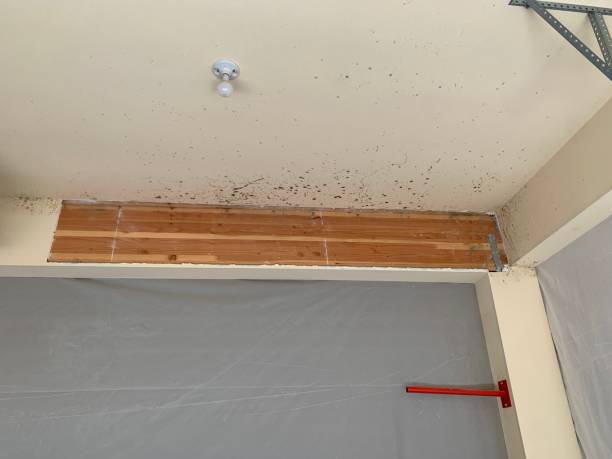 Best Water Damage & Mold Remediation  in Ogden, IA