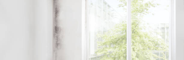 Best Comprehensive Air Testing for Mold Contaminants  in Ogden, IA