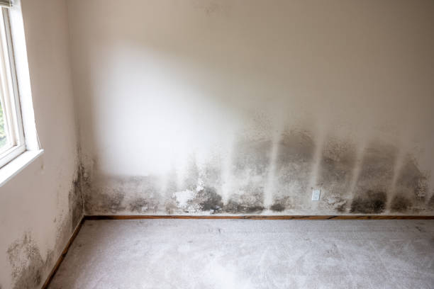 Best Indoor Air Quality Assessment  in Ogden, IA